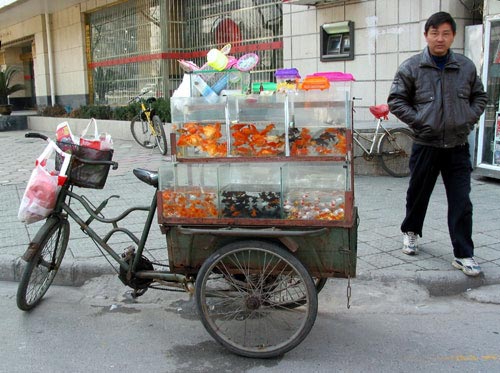 This tricycle retailer is selling goldfish and baby koi fish on the streets of China.