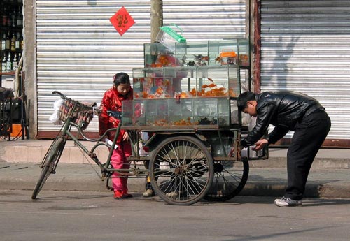 This little Chinese girl found a gold fish she likes, as the seller fills bag of water for her selection.