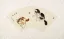 Fan-Style Kittens Painting