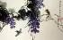 Chinese Bird and Flower Painting