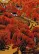 Picking Fruit on the Mountain - Southern Chinese Folk Art Painting